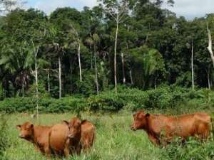 Ферма на границе тропических лесов Амазонки. Фото University of Massachusetts Amherst