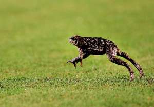 Прыжок жабы. Фото: http://www.animalsglobe.ru 