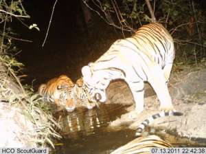 Дикие тигры в Таиланде. Фото: sciencedaily.com