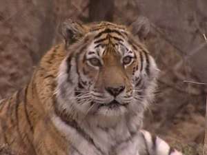 Пенза потеряла своего любимца: в городском зоопарке умер амурский тигр. Фото: Вести.Ru