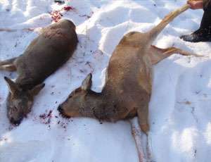 В автомобиле депутата Госдумы обнаружили убитых животных. Фото: &quot;Новый Регион&quot;