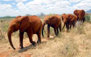 Слоны в Кении. Фото: http://telegraph.co.uk