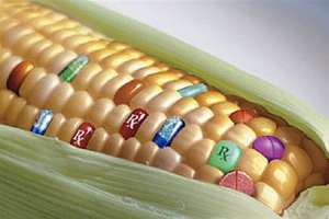 ГМО-кукуруза. Коллаж с сайта http://obozrevatel.ua