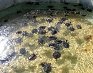 Зоозащитники требуют закрыть на Кайманах ферму по разведению черепах. Фото: http://islandview.ru