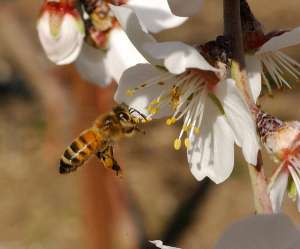 Медоносная пчела на цветке миндаля (фото pho-tog).