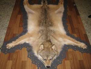 Шкура из убитого волка. Фото: http://nr2.ru