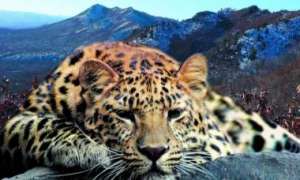 Национальный парк &quot;Земля леопарда&quot;. Коллаж с сайта Дейта.Ru