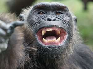 Шимпанзе из испанского зоопарка пристрастилась к просмотру фильмов для взрослых. Фото EPA с сайта Вести.Ru
