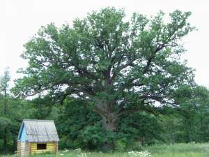 Трехсотлетний дуб в Брянской области. Фото: http://www.outdoors.ru