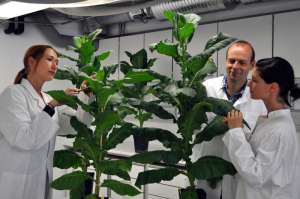 Ученые в лаборатории-теплице изучают модифицированный табак. Фото: sciencedaily.com