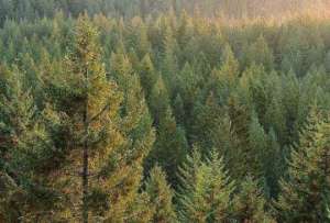 Начиная с 2013 года «лесную дату» будут отмечать во всех странах мира, сообщает пресс-служба Федерального агентства лесного хозяйства. Фото: 