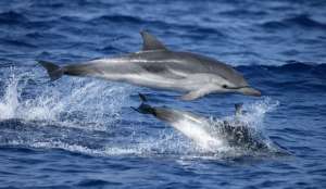 Дельфины. Фото с сайта &quot;Голос России&quot;