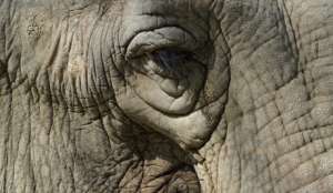 Слон. Фото EPA с сайта &quot;Голос России&quot;