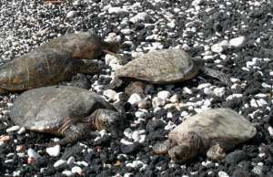 Морские черепахи на Гавайях. (Фото: Мишель Ноган)