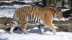 Амурский тигр. Фото: http://www.fullhdoboi.ru
