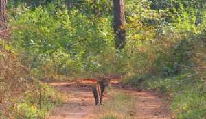 Лесные коридоры играют важную роль в защите популяции леопардов в Индии. Фото: sciencedaily.com