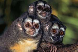 Семейство ночных обезьян (фото Kevin Schafer.)