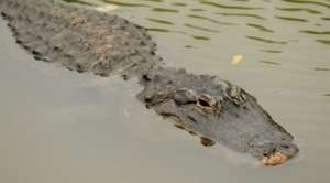 Крокодил. Фото: http://tengrinews.kz