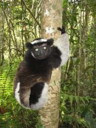 Индри (Indri indri) из восточного Мадагаскара. (Фото: Мередит Барретт)