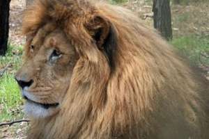 В австралийском зоопарке лев загрыз свою подругу. Кадр: ABC News