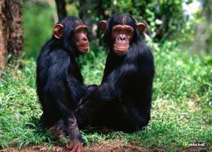 Шимпанзе. Фото: http://www.yuga.ru