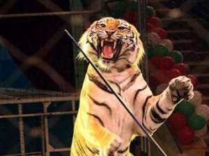 Тигр на арене цирка. Фото: http://www.topnews.ru
