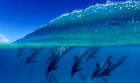 Австралийцы спасли огромную стаю дельфинов. Фото: http://www.mignews.com