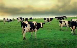 Коровы на поле. Фото: http://www.wallon.ru