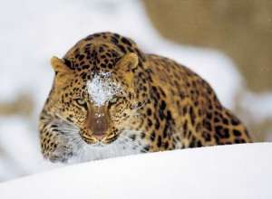 Дальневосточный леопард. Фото: http://zhivoy-mir.ru
