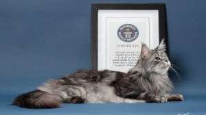 В США умер самый длинный кот в мире. Фото: http://telegraf.by