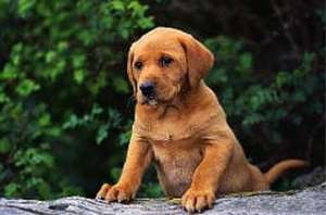 Владельцев собак в Британии обязали снабдить животных микрочипами. Фото: http://www.ural.ru