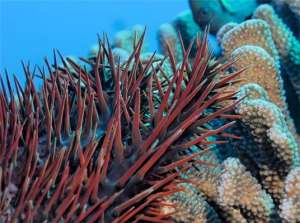 Акантастер, или  Терновый венец (Acanthaster planci) является естественным врагом рифообразующих кораллов. (Фото: © IRD / E. Folcher)
