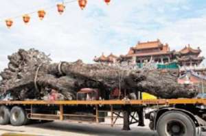 На Тайване во время стройки найдено пятитысячелетнее дерево. Фото: http://greenpressa.ru