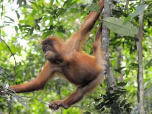 Вырубка тропических лесов - главная угроза существованию орангутангов. Фото: WWF 