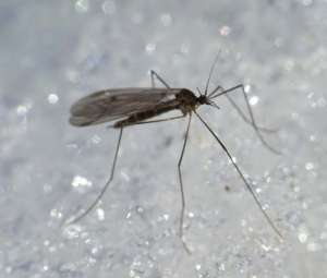 Зимние комарики из семейства Trichoceridae нередки на зимнем снегу, оправдывая свое название. Фото с сайта eho-dv.com