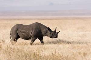 Носороги в Африке. Фото: http://www.interfax.by