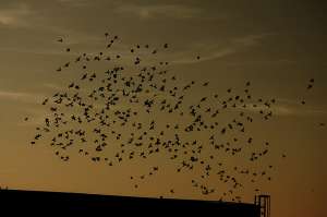 Чтобы стая двигалась синхронно, каждой птице в ней достаточно следить за семью ближайшими соседями. (Фото Neil Ta / I am Bidong.)