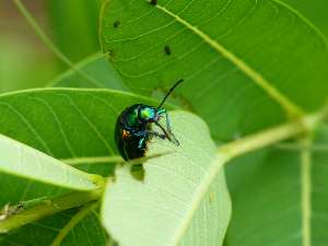 Чувствуя угрозу со стороны насекомых, растения стараются предупредить о ней других. (Фото sankax.)