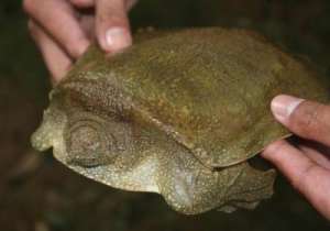 На фотографии - мягкотелая черепаха Pelochelys cantorii из окрестностей Сан-Мариано. (Фото: Рэйф М. Браун)