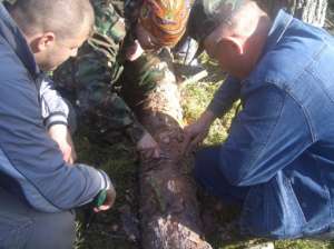 Задача лесопатолога - знать вредителей леса в лицо и уметь с ними бороться. Фото: http://lesvesti.ru
