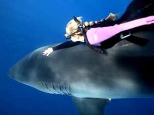 По словам Рамси, она начала плавать с акулами в возрасте 14 лет. Ее рекорд пребывания под водой без кислорода составляет 5 минут и 45 секунд. Фото: http://www.youtube.com