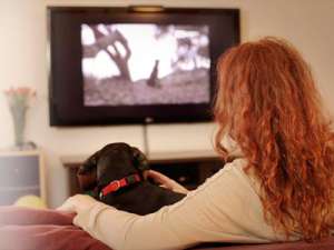 У собак появился собственный телеканал. Фото: Вести.Ru