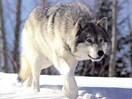 Волк. Фото: ВикипедиЯ