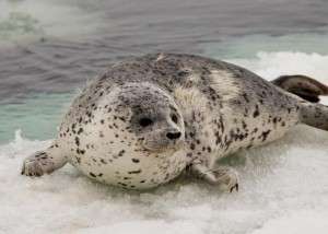 Пятнистый тюлень. Фото: http://www.rgo.ru
