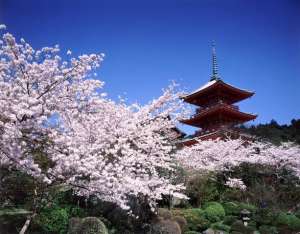 Цветение сакуры в Японии. Фото: http://club-3t.ru