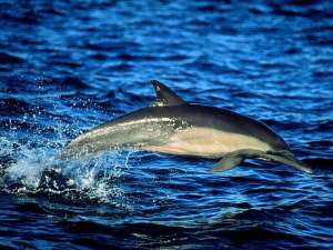 Дельфин. Фото: http://zooclub.ru