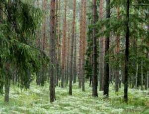 Экологи: «Более миллиона гектаров малонарушенных лесов Карелии беззащитны перед промышленной угрозой». Фото: greenpressa.ru