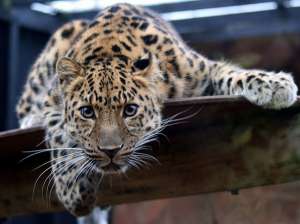Леопард. Фото: http://magazeta.com
