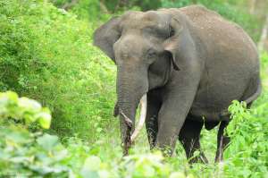 Индийский слон. Фото: http://animalbox.ru