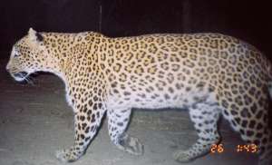 Фотография леопарда, сделанная скрытой камерой. (Фото: Видья Афрая)